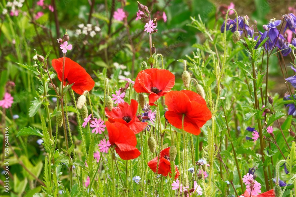 Obraz premium Poppy.