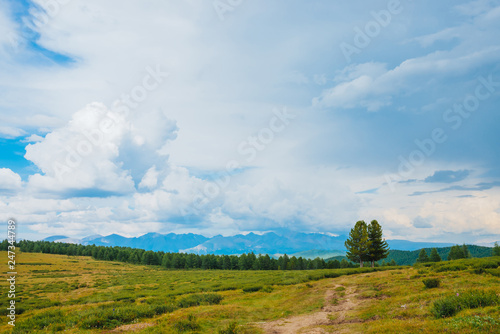 Spectacular view of mountain scenery. Amazing landscape with footpath and coniferous trees in highland. Distant giant rocky mountains under cloudy sky. Wonderful scenic green mountainscape. Two cedars