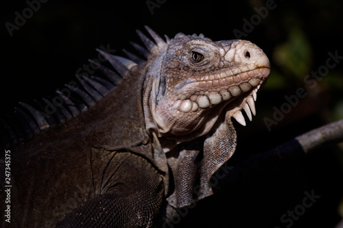 Iguane des petites Antilles  iguana delicatissima 
