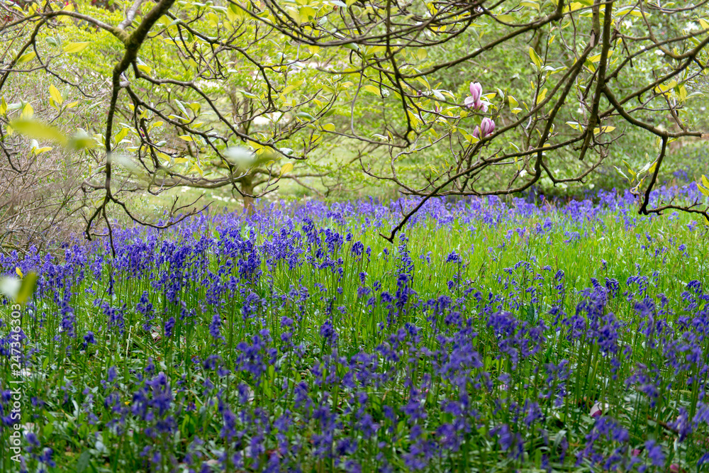 Obraz premium Field of violet bluebells