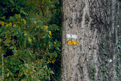 white and yellow trail sign on a tree trunk photo