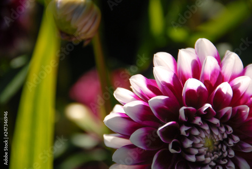 White and violet Dahlia flower cropped