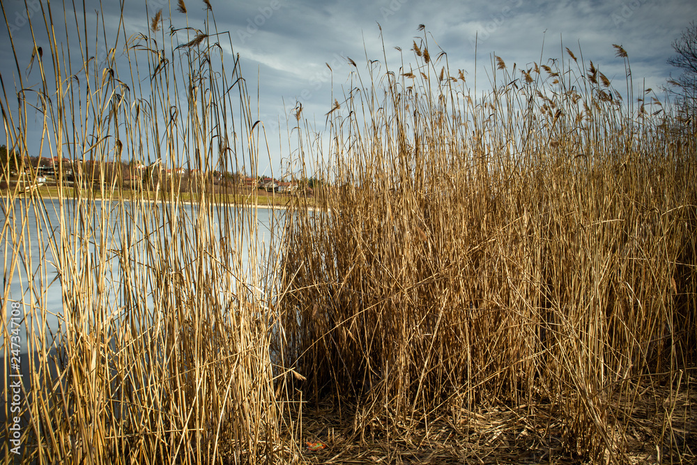 Obraz premium Dry reed by the frozen lake. Beautiful sunny winter day.