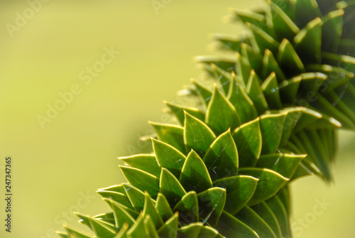 Twisted Monkey puzzle tree branch detail photo