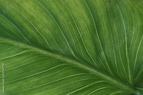 Vegetative background, large, beautiful green leaf with veins. photo