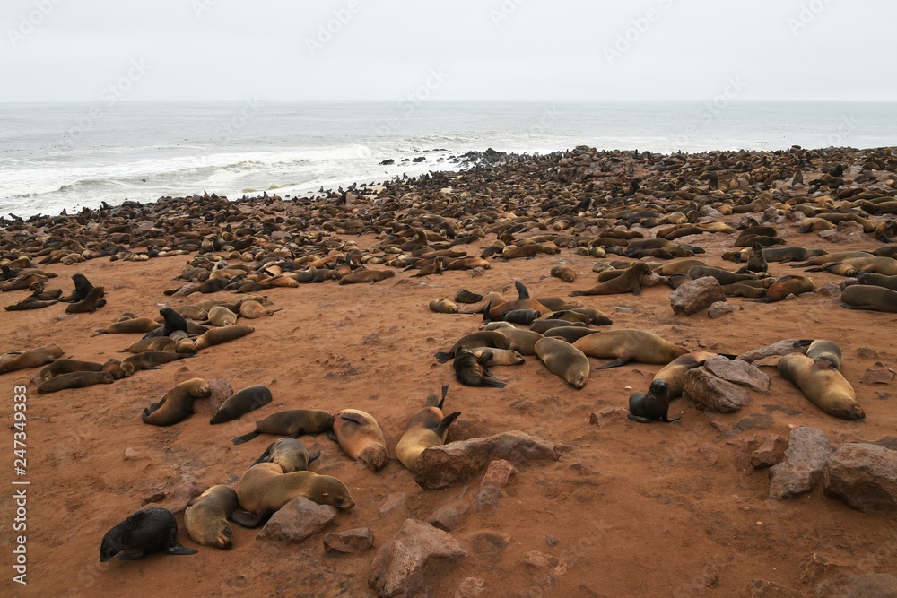 Robbenkolonie am Cape Cross in Namibia Robbenkolonie am Cape Cross in Namibia