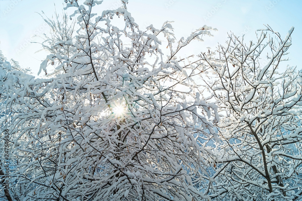 Obraz premium Beautiful winter view. The sun's rays make their way through the branches of trees. Snow covered forest. Romantic postcard.