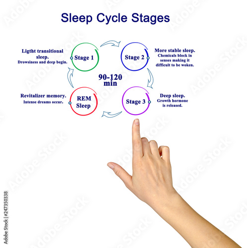 woman presenting Sleep Cycle Stages