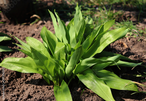 Young leaves of Ramsons, Allium ursinum,in early spring, allium ursinum is a bulbous, perennial herbaceous monocot, that reproduces primarily by seed.