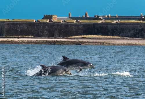 Team Of Bottlenose Dolphin Jumping In The Moray Firth In Front Of Fort George Near Inverness In Scotland photo