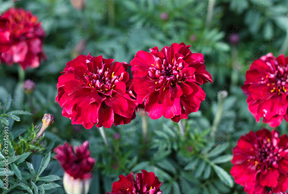 beautiful flowers in nature in the botanical garden beautiful flowers in nature in the botanical garden