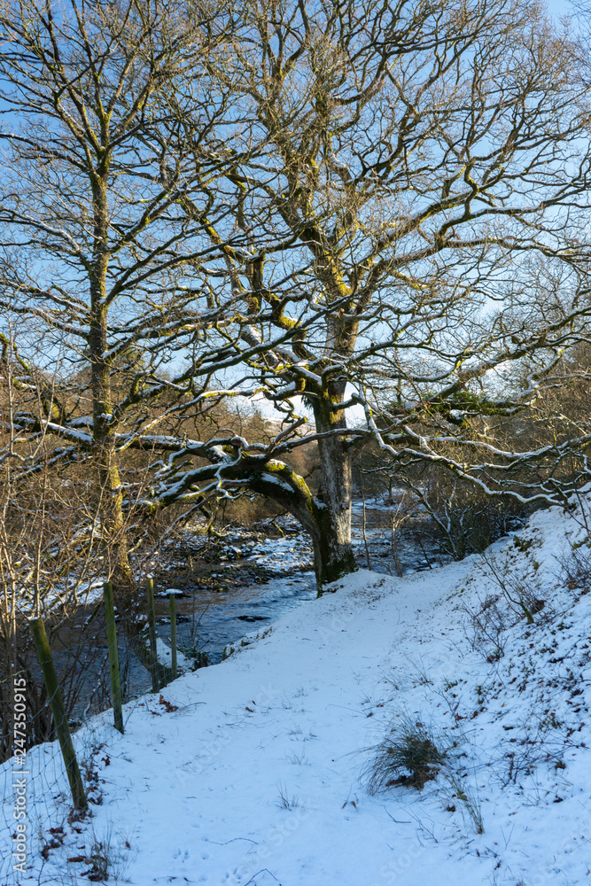 Fototapeta premium Trees in winter landscape