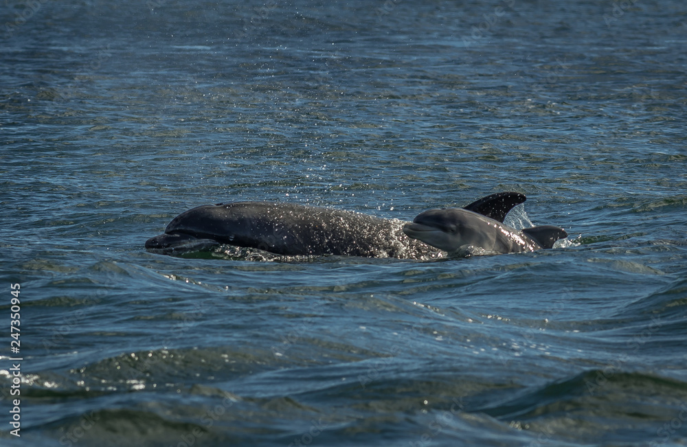 Fototapeta premium Mother And Newborn Baby Bottlenose Dolphin During A Salmon Hunting Lesson At The Moray Firth Near Inverness In Scotland