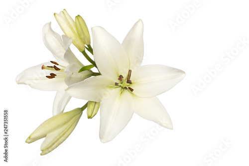 white lily isolate without shadows top view