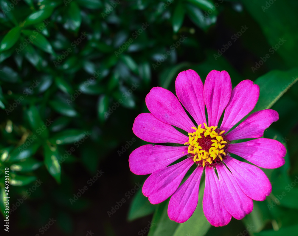 Blooming flowers with green foliage background Blooming flowers with green foliage background