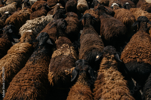 Traffic Jam, Krygyzstan