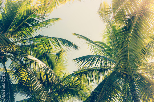 Fototapeta Naklejka Na Ścianę i Meble -  Coconut Palm tree