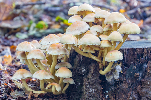 Mycotoxine fungus growing out of several holes in a dead tree stump photo