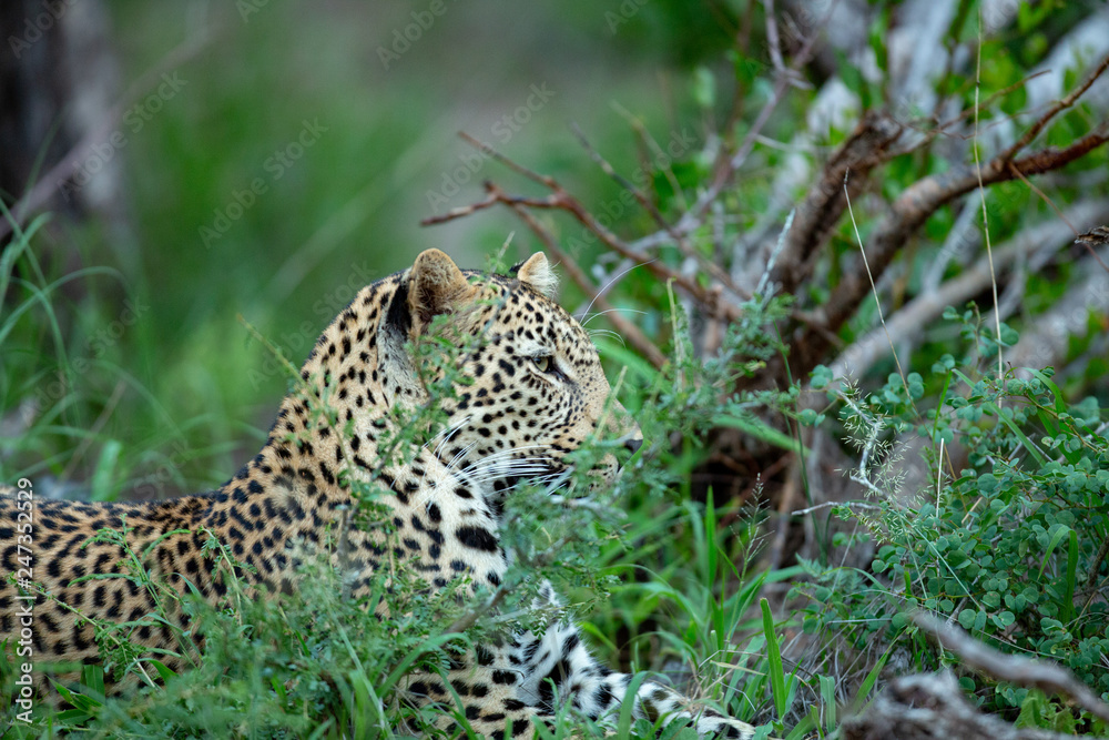 Naklejka premium A young male leopard sitting camouflaged