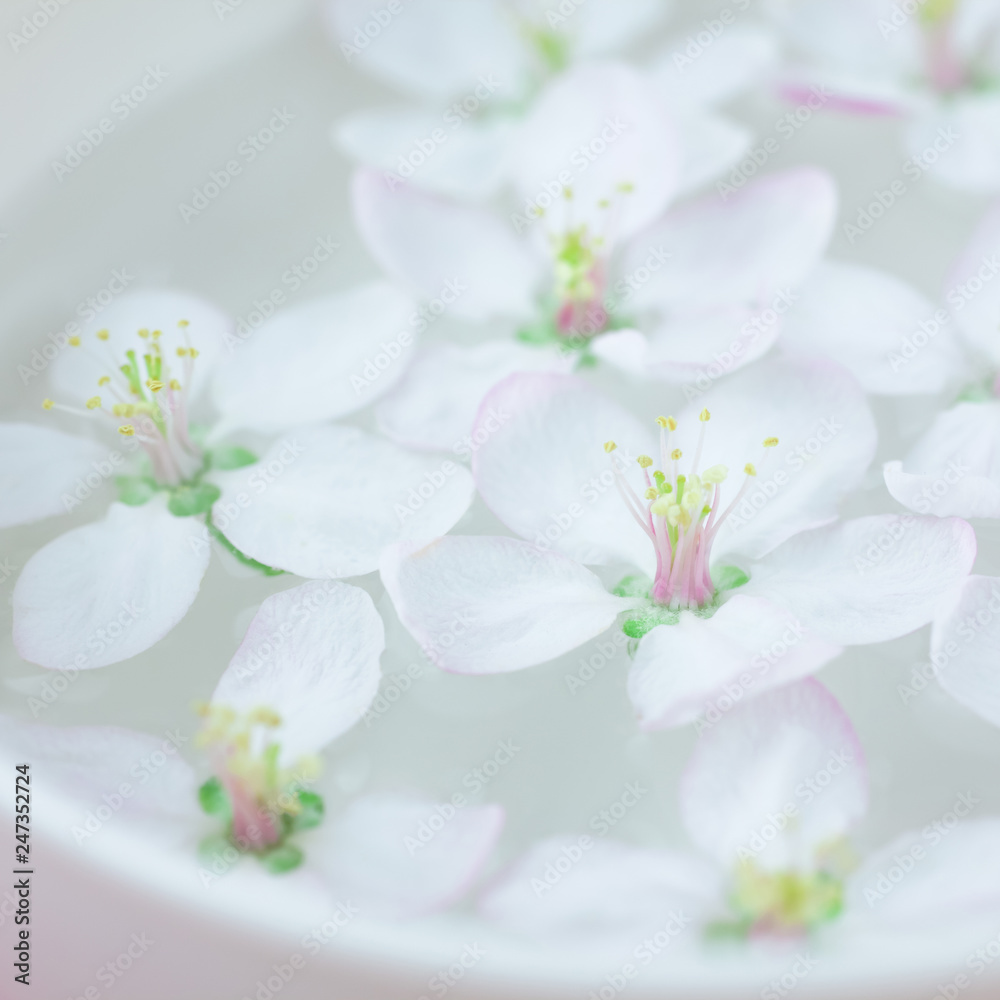 Fototapeta premium White flowers floating in water