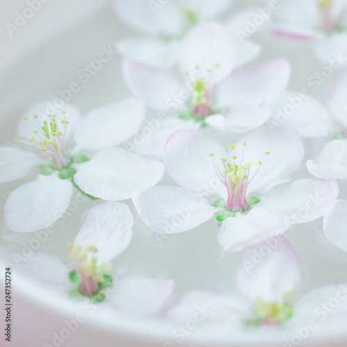 White flowers floating in water