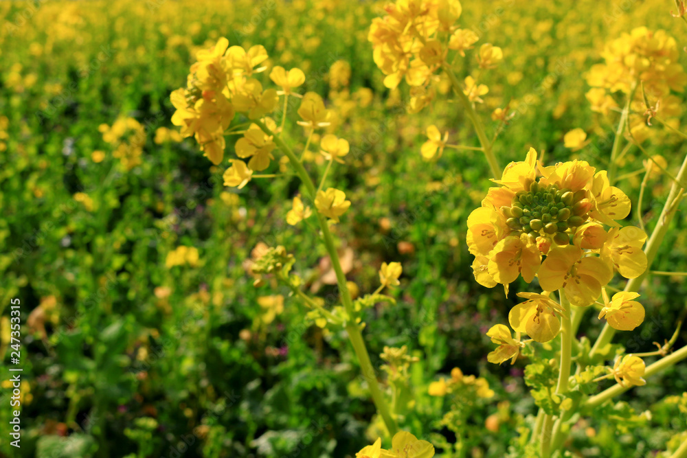 Spring landscape with canola flower spreading Spring landscape with canola flower spreading