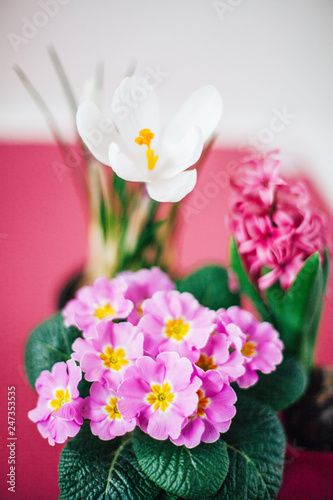 Spring flowers in pots, isolated on pink background 
