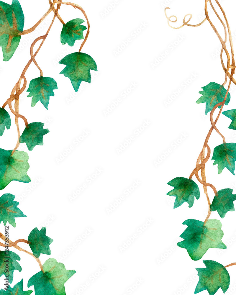 Fototapeta premium Watercolor painting of green ivy leaves isolated on a white background. Watercolor hand painted illustration. Green pattern of climbing branches and green leaves ,Wallpaper or textile illustration of 