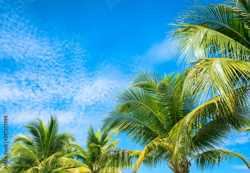 Coconut Palm tree with blue sky.