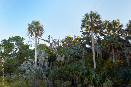 Palm trees at Big Talbot Island State Park near Jacksonville  Florida