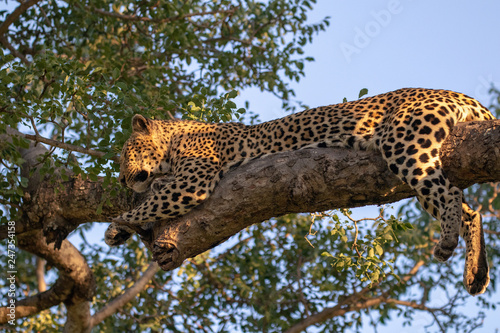 A female leopard sleeping in the branches of a marula tree on a safari