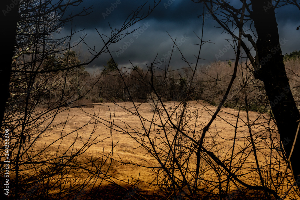 Fototapeta premium Japanese, European, American Wild Landscape