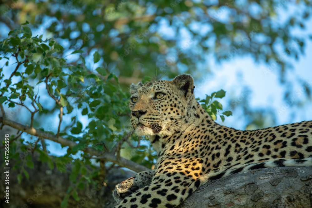 Naklejka premium A leopard staring off into the distance.