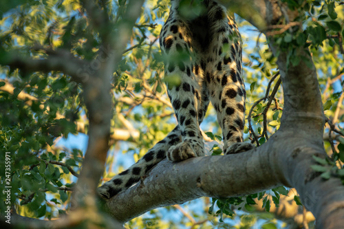 A female leopard standing in a tree feeding off a kill