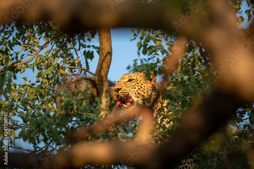 A female leopard in the tree with her kill
