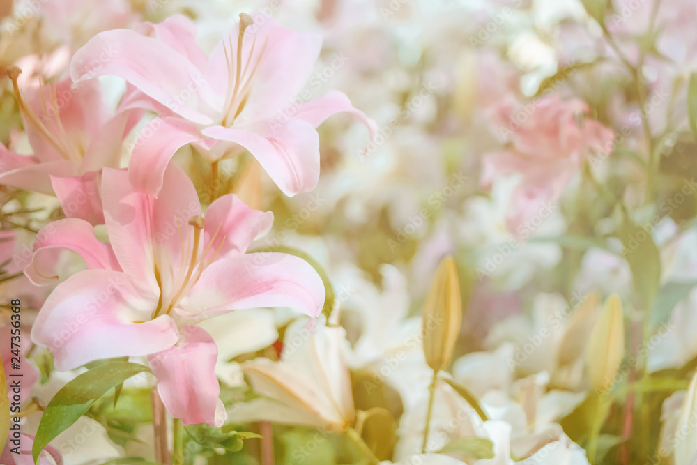 Blur and soft concept of beautiful pink lilly flowers for background.