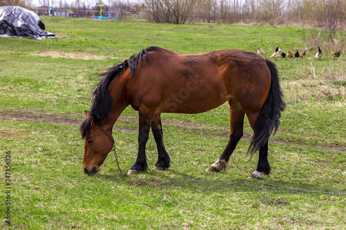 The bay horse grazing in a green field. Rural landscape.