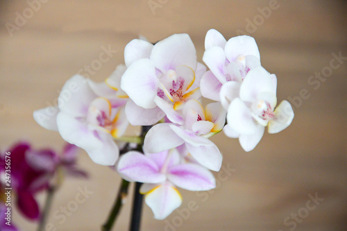 Branch of orchid. White orchid flowers with purple and yellow centre on wood interior backgroud.
