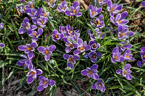 Blooming purple crocuses  first spring flowers primrose. Spring botanical background  concept of seasons  weather