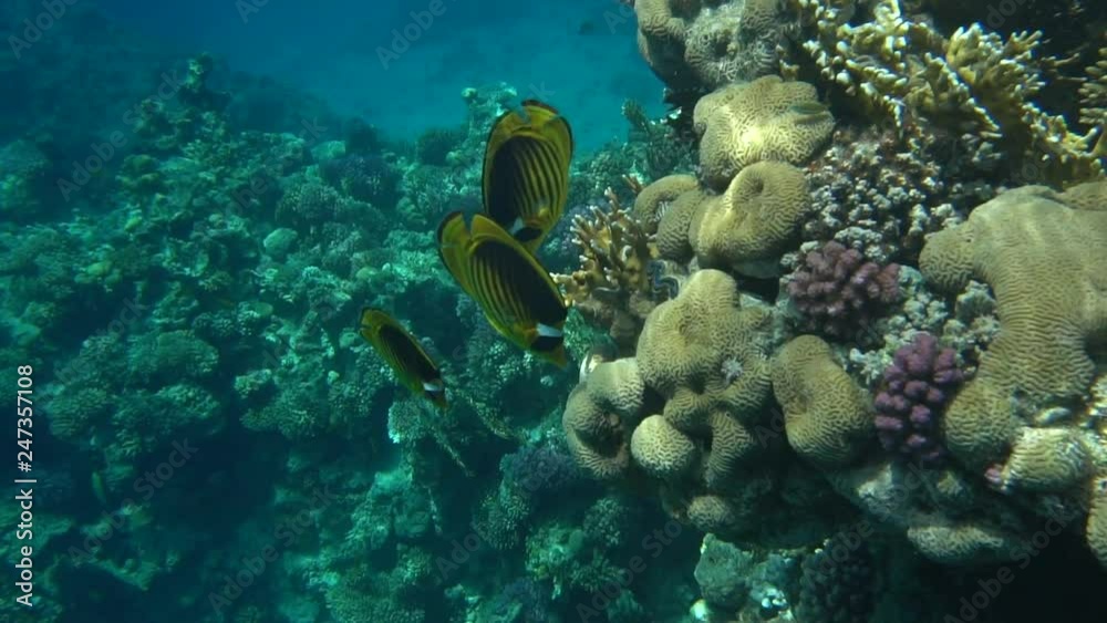 Coral reef with fire coral and exotic fishes at the bottom of colorful tropical sea Coral reef with fire coral and exotic fishes at the bottom of colorful tropical sea