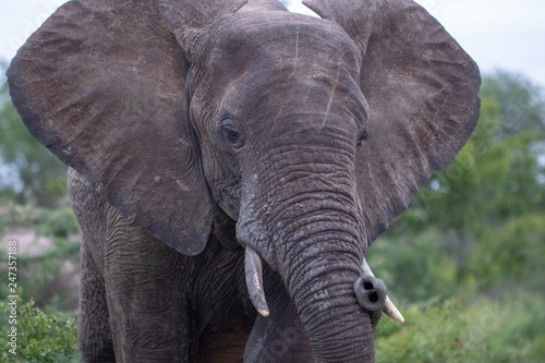 Close up of elephant with ears and tusks
