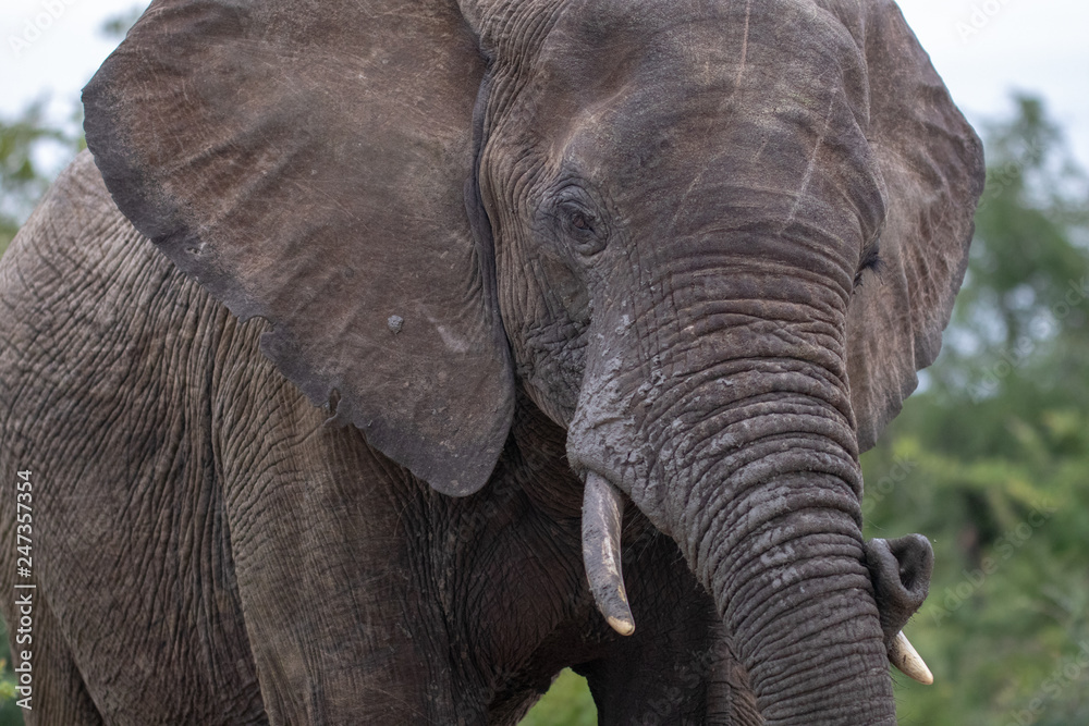 Obraz premium An elephant playing with his trunk and tusk