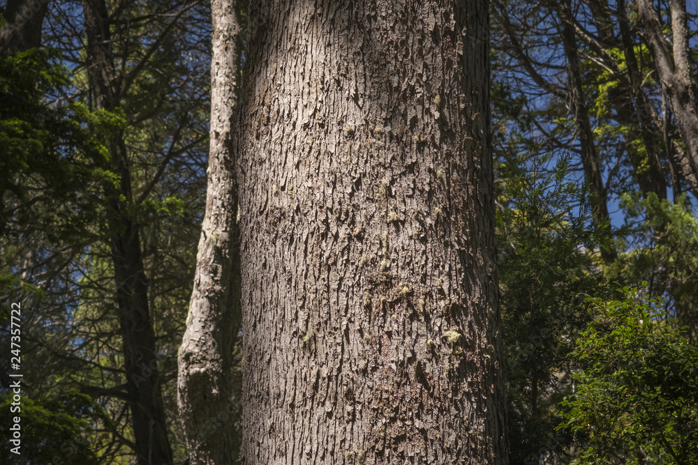 old tree in the forest