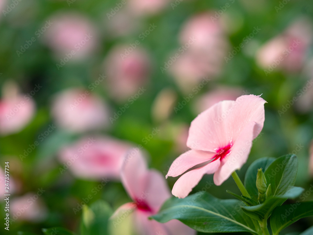 flower soft focus