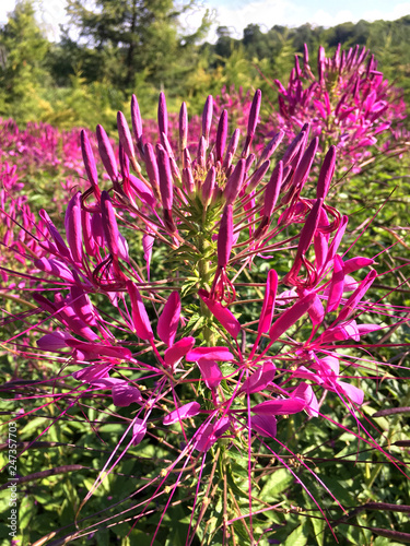 pink garden fresh flowers on the green grass background