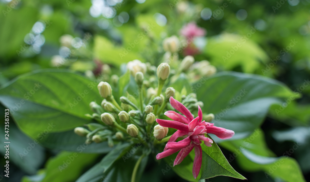 flowers in the garden in bloom flowers in the garden in bloom