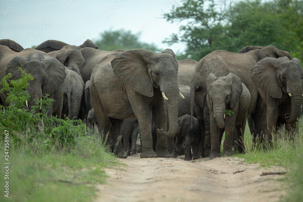 Fototapeta premium Elephant herd in panic