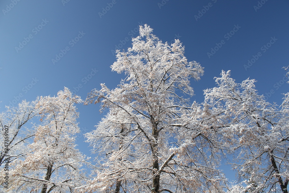 snow-covered trees against a blue sky snow-covered trees against a blue sky