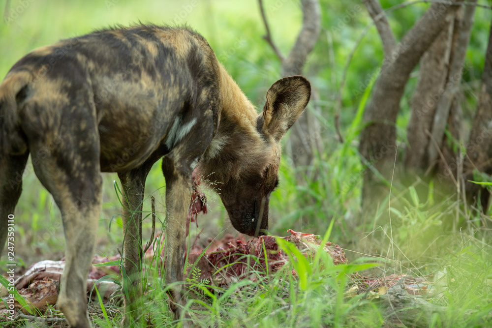 Endangered African wild dogs in and around a kill Endangered African wild dogs in and around a kill