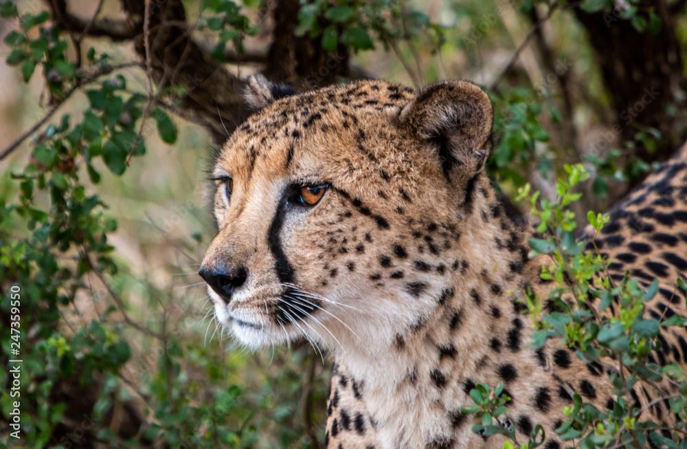 Obraz premium Femal Cheetah head close up